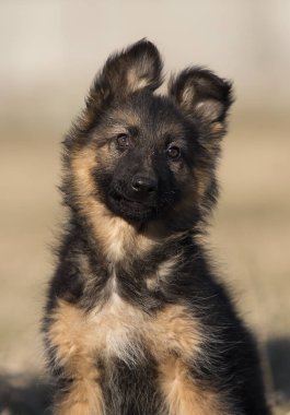 çim üzerinde köpek cins Alman çoban