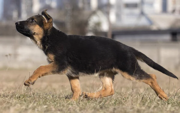 Bir sokak yürüyüşünde köpek ırkı Alman çoban — Stok fotoğraf