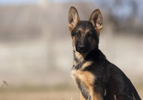 Chiot race berger allemand sur une promenade de rue — Photo