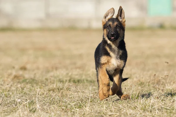 Cachorro crianza pastor alemán en un paseo por la calle — Foto de Stock