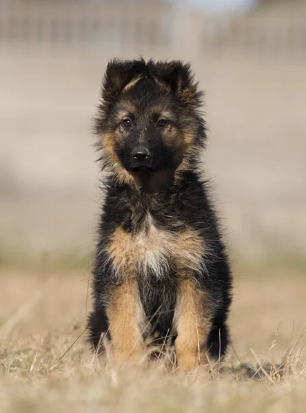 Cucciolo razza pastore tedesco sul prato — Foto Stock