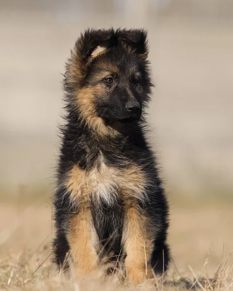 Cucciolo razza pastore tedesco sul prato — Foto Stock