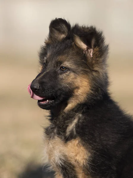 Cucciolo razza pastore tedesco sul prato — Foto Stock