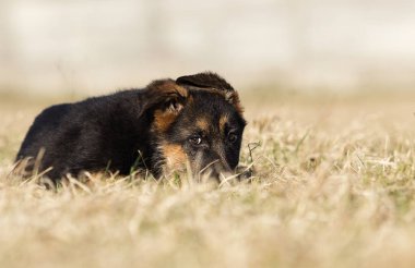 çim üzerinde köpek cins Alman çoban