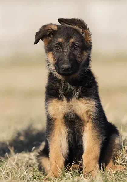 子犬は芝生の上にドイツの羊飼いを繁殖 — ストック写真