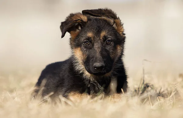子犬は芝生の上にドイツの羊飼いを繁殖 — ストック写真