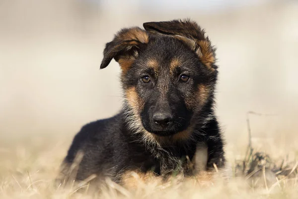 子犬は芝生の上にドイツの羊飼いを繁殖 — ストック写真