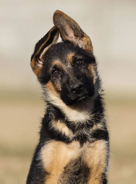 Cachorro raza pastor alemán en el césped —  Fotos de Stock