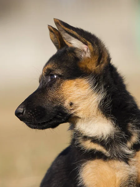 Cucciolo razza pastore tedesco sul prato — Foto Stock