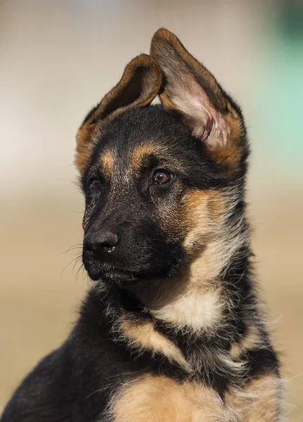 小狗品种德国牧羊犬在草坪上 — 图库照片