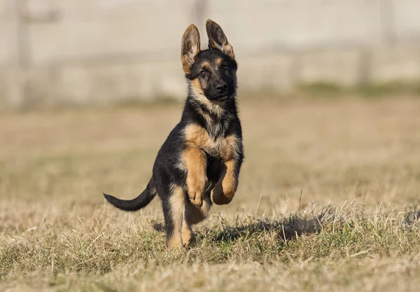 Cachorro raza pastor alemán en el césped — Foto de Stock