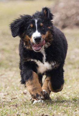 Bir yürüyüş için Bernese Dağ Köpeği köpek yavrusu