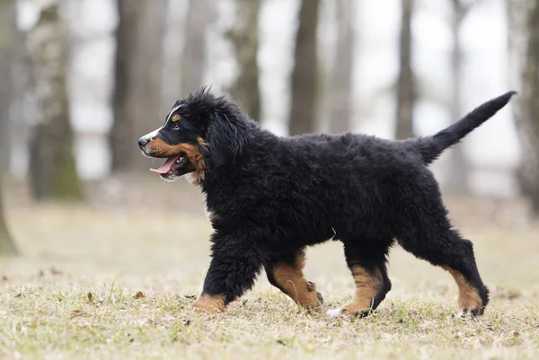 Bernese Mountain Dog puppy voor een wandeling — Stockfoto