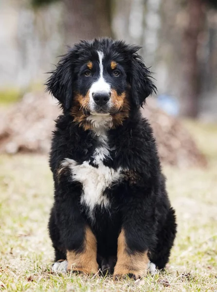 Бернская горная собака щенок для прогулки — стоковое фото