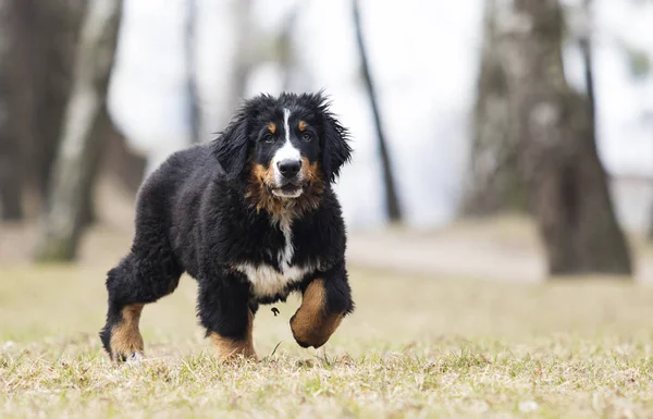 Bernese Mountain Dog puppy voor een wandeling — Stockfoto