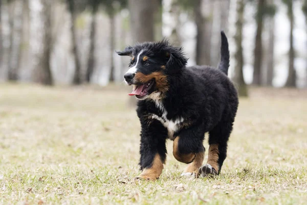 Bernese Mountain Dog puppy voor een wandeling — Stockfoto