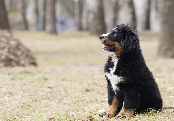 Bernese Mountain Dog puppy voor een wandeling — Stockfoto