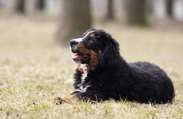 Bernese perro de montaña cachorro para un paseo — Foto de Stock