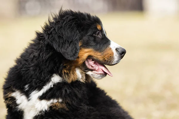 Retrato cachorro crianza bernese montaña perro para un paseo — Foto de Stock