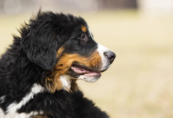 Retrato cachorro crianza bernese montaña perro para un paseo — Foto de Stock