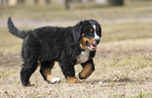 Bernese Mountain Dog puppy voor een wandeling — Stockfoto