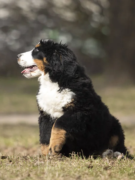 Cãozinho Bernese Mountain Dog para um passeio — Fotografia de Stock