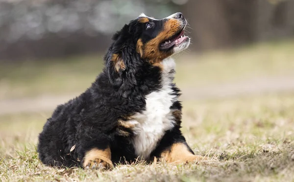 Bernese perro de montaña cachorro para un paseo — Foto de Stock