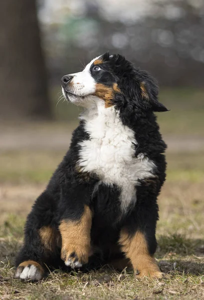 Cãozinho Bernese Mountain Dog para um passeio — Fotografia de Stock