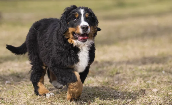 Berner Sennenhond puppy spelen — Stockfoto