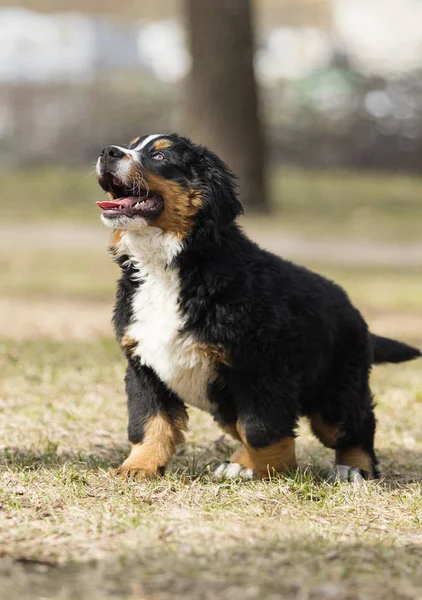 Cachorro Bernese Mountain Dog jogando — Fotografia de Stock