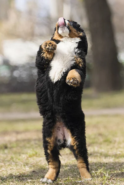 Бернский горный щенок играет — стоковое фото