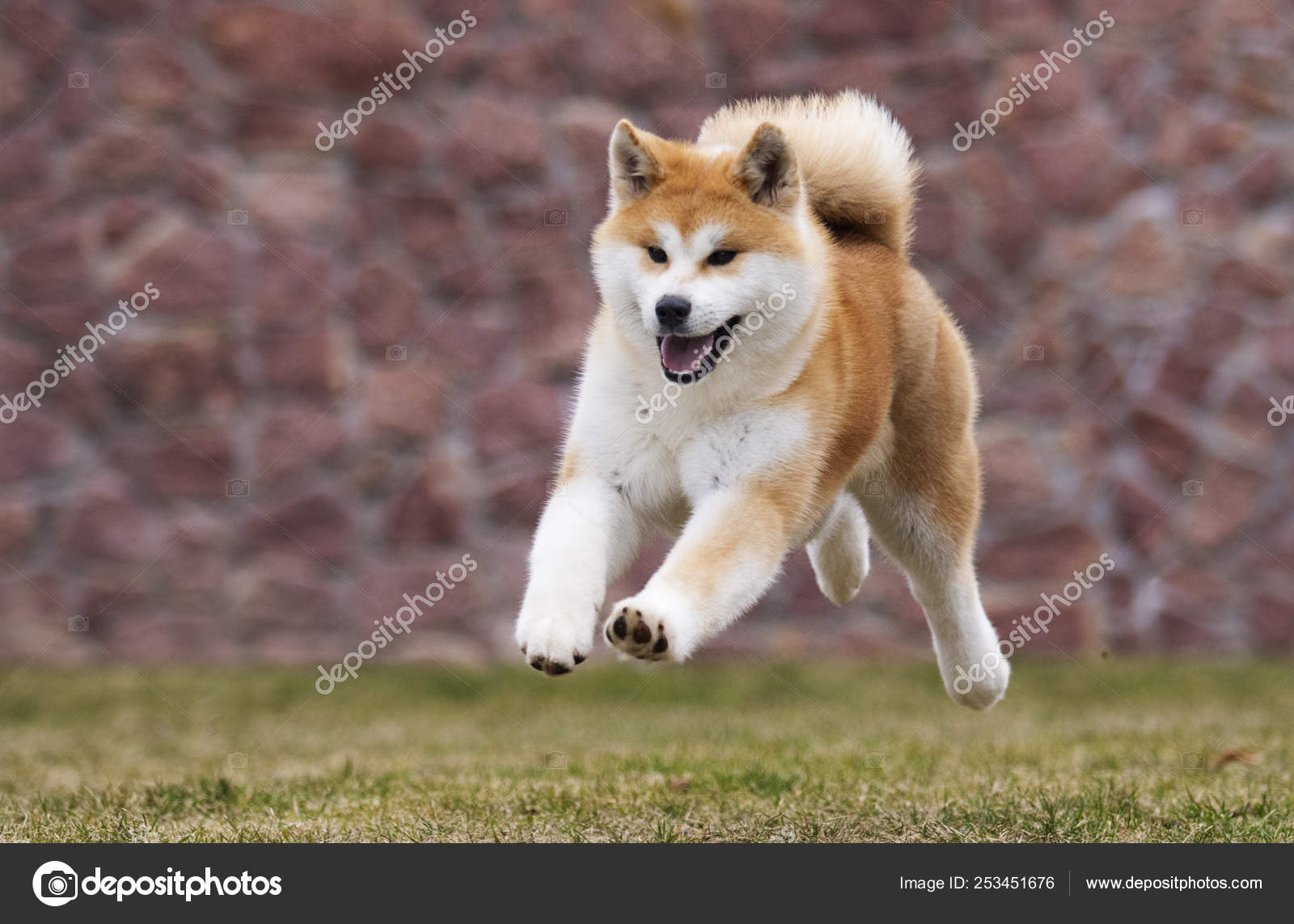Active japanese akita inu dog runs for a walk Stock Photo by  ©gurinaleksandr 253451676