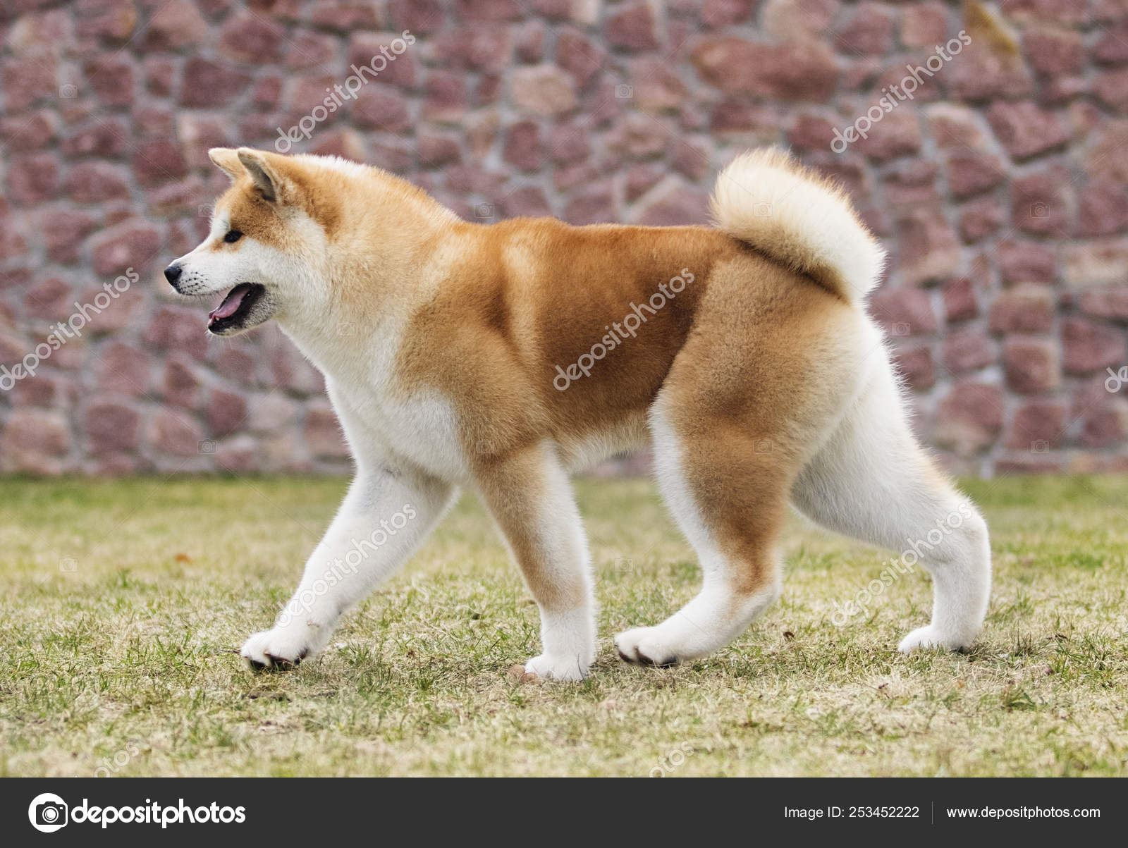 Japanese Akita Inu dog for a walk — Stock Photo © gurinaleksandr #253452222