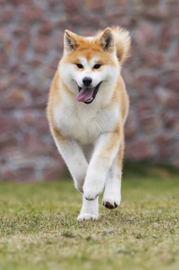 Bir yürüyüş için Japon Akita Inu köpek