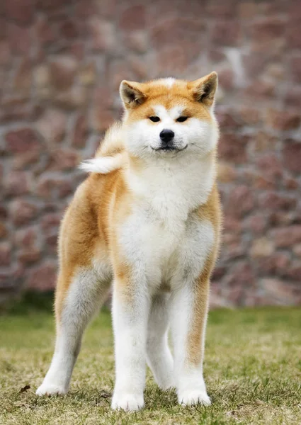 Japonês Akita Inu cão para um passeio — Fotografia de Stock