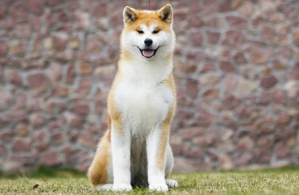 Japán Akita Inu kutya sétálni — Stock Fotó