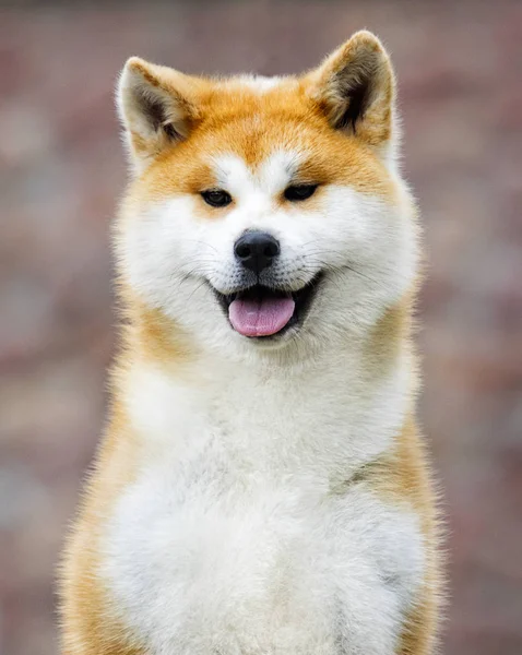 Japonés Akita Inu perro para un paseo — Foto de Stock