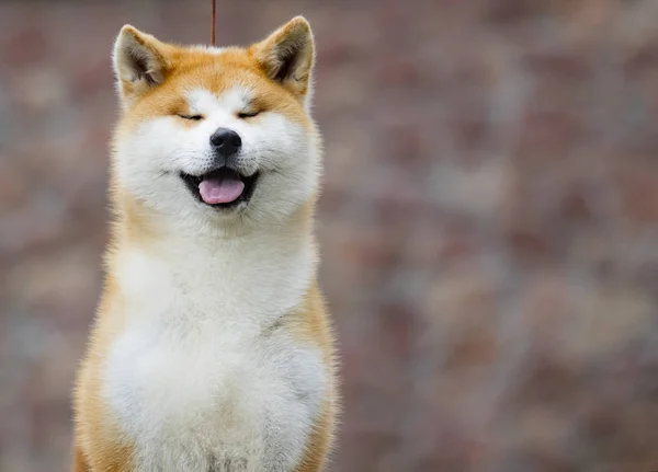 Japonês Akita Inu cão para um passeio — Fotografia de Stock