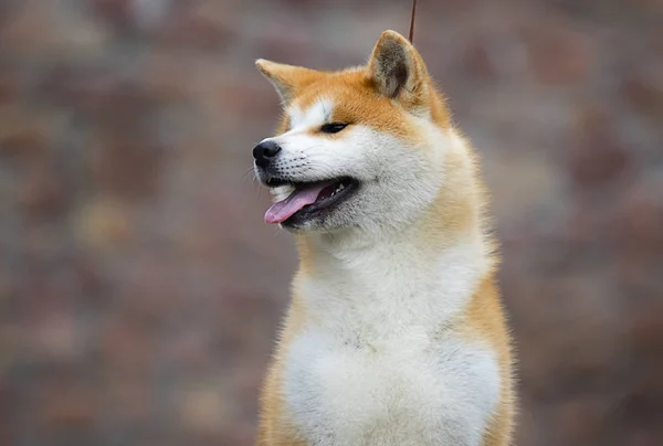 Japonês Akita Inu cão para um passeio — Fotografia de Stock
