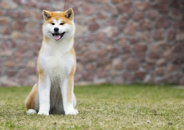 Japanese Akita Inu dog for a walk — Stock Photo, Image