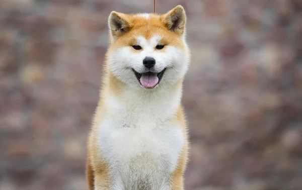 Japonês Akita Inu cão para um passeio — Fotografia de Stock