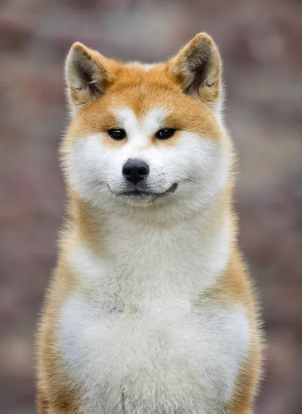 Bir yürüyüş için Japon Akita Inu köpek — Stok fotoğraf