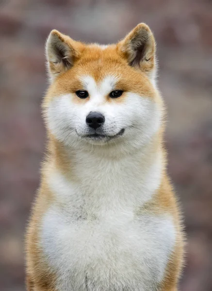 Japonês Akita Inu cão para um passeio — Fotografia de Stock