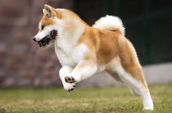 Chien japonais Akita Inu pour une promenade — Photo