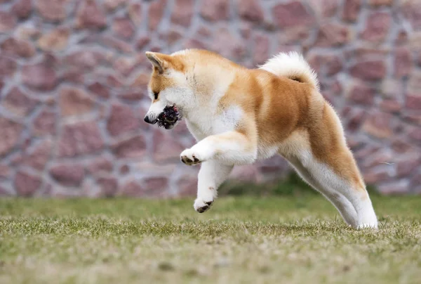 Actif japonais akita inu chien cours pour une promenade — Photo