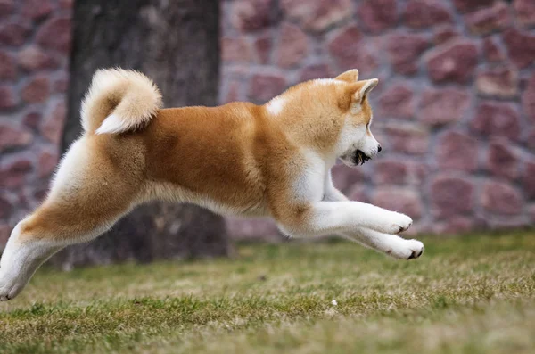 Ενεργό Ιαπωνικά Ακίτα σκύλος τρέχει για μια βόλτα — Φωτογραφία Αρχείου