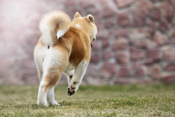 Активная японская акита ину собака бежит на прогулку — стоковое фото