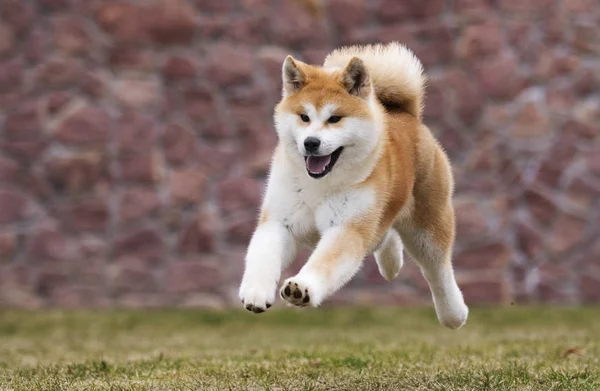 Активная японская акита ину собака бежит на прогулку — стоковое фото