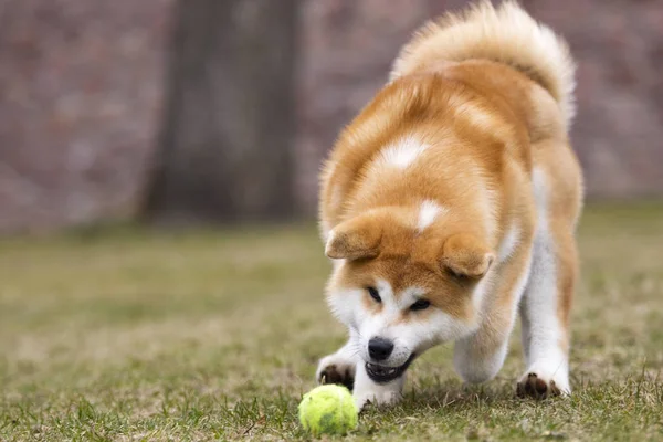 Aktywny japoński Akita Inu pies biegnie na spacer — Zdjęcie stockowe