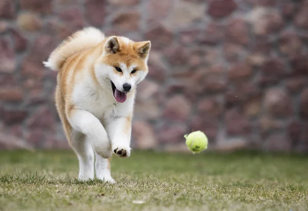 アクティブな日本の秋田犬犬は散歩のために走ります — ストック写真